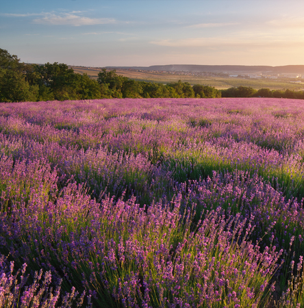 Meadow of lavender at sunset. Nature composition.の写真素材