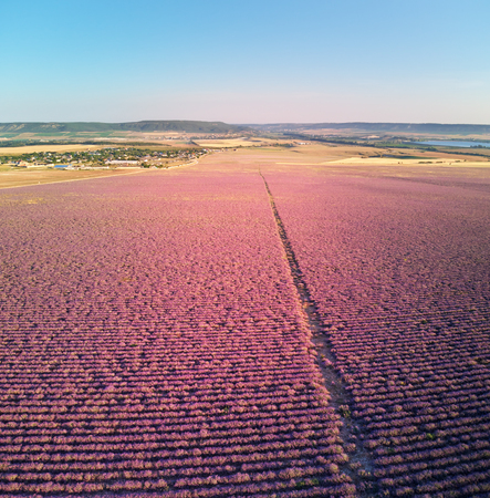 Aerial big meadow of lavander. Nature composition.の写真素材