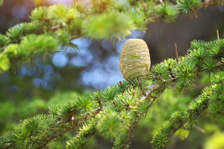 Cone of spruce on branch. Nature composition.の写真素材