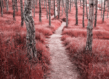 Spruce path road lane. Art nature infrared composition.の写真素材