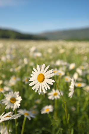 Daisy in meadow on at morning in dew watter drops. Nature composition.の写真素材