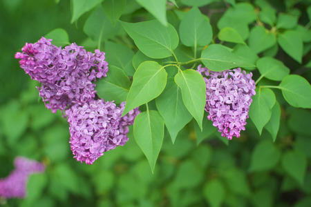 Lilac flower on bush. Spring nature composition.