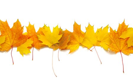 Isolated maple leafs in row. Element of design.