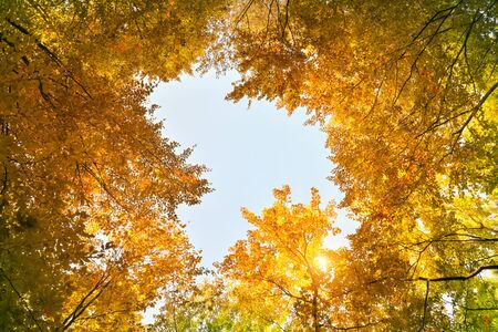 Into the autumn forest. Nature composition.の写真素材
