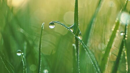 Macro of raindrop and bokeh background. Composition of nature.の写真素材