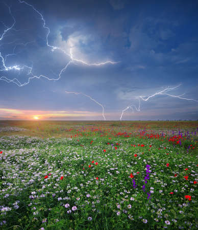 Spring flowers in meadow during sunset. Beautiful landscapes. rainy weather. Lightning stroke in sky. Nature composition.の写真素材