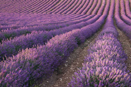 Texture of lavender meadow. Nature composition.の写真素材