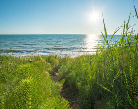 Sundown composition landscape. Sky, sea, and green grass during sunset.の写真素材