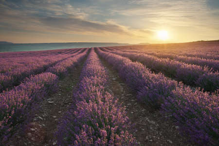 Meadow of lavender at sunrise. Nature composition.の写真素材