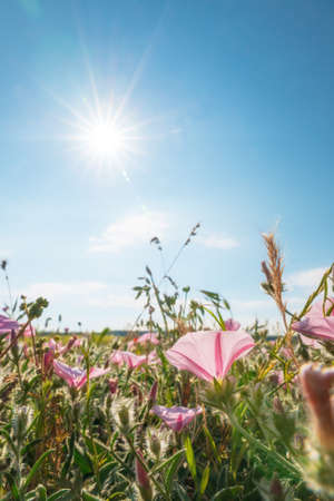 Spring morning glory flowers and sunshine at day. Nature composition low angle view.