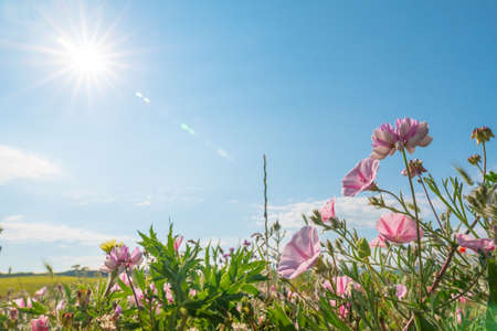 Spring morning glory flowers and sunshine at day. Nature composition low angle view.の写真素材