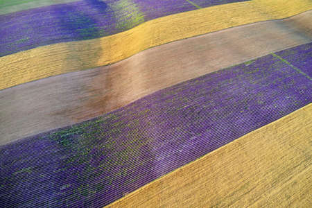Agrecultural aerial view on linear meadow of wheat and lavender. Nature landscape.