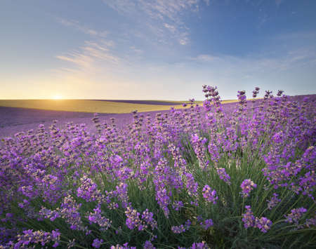 Meadow of lavender at sunrise. Nature composition.の写真素材