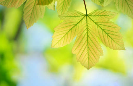 Spring leaf of maple and beautiful bokeh background .. Composition of nature.