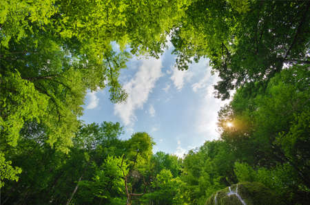 Green nature frame of spring wood. Nature landscape.