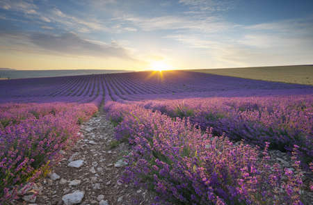 Meadow of lavender at sunse in fog. Nature landscape composition.