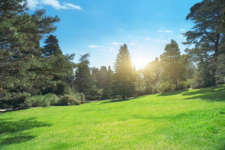 Green grass lawn in the park at day. nature composition.の写真素材