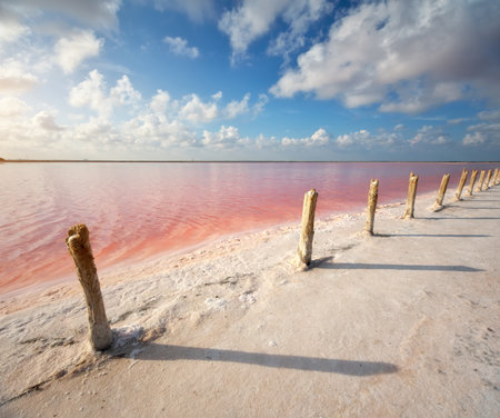 Sea salt lake at day and tree columns of in row. Unique nature composition.の写真素材