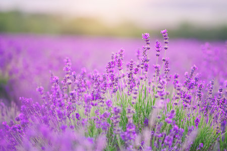 Lavender flowers closeup. Composition of nature.の写真素材