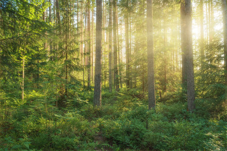 Into the sunny forest. Nature composition.の写真素材