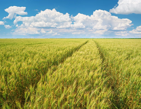 Green meadow of wheat at day. Track from tractor. Nature composition.の写真素材