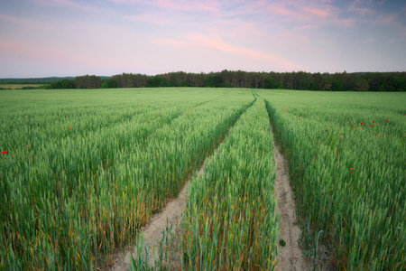 Meadow of wheat. Nature composition.の写真素材
