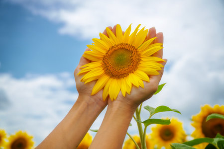 Sunflower in hands. nature and care scene.の写真素材