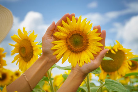 Sunflower in hands. nature and care scene.の写真素材