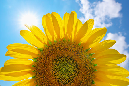 Sunflowers on sky background. Nature concept.の写真素材