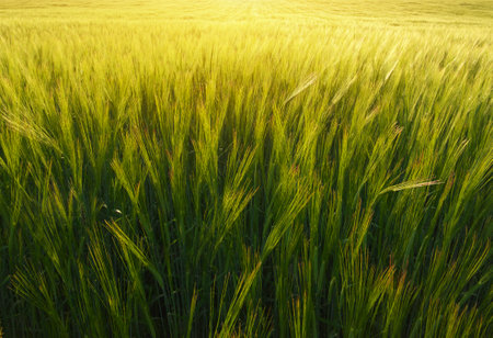 Meadow of wheat on the sunset. Nature background textureの写真素材