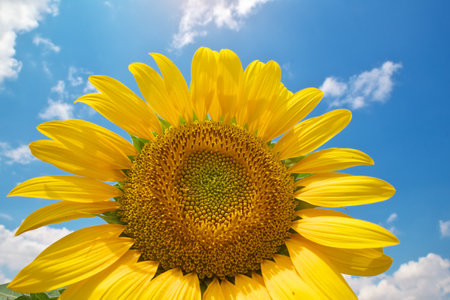 Sunflower on sky background. nature and cultural design.の写真素材