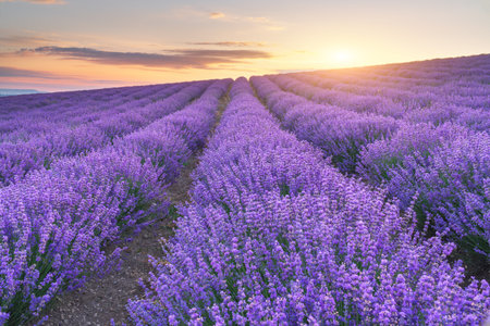 Meadow of lavender at sunset. Nature landscape composition.の写真素材