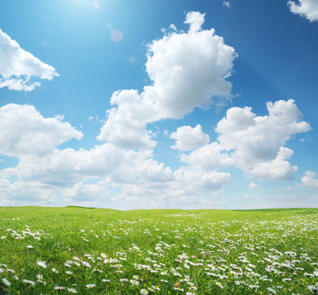 Beautiful camomile meadow at day. Nature landscape composition.の写真素材