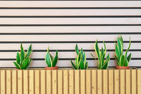 Green growing plants in wooden pots. Element of interior design.の写真素材