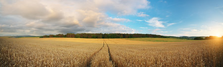 Meadow of wheat at sunset. Nature composition.