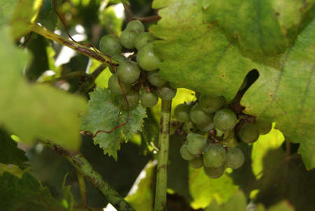 Ripe Green Grapesの写真素材