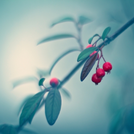 In the misty veil の写真素材