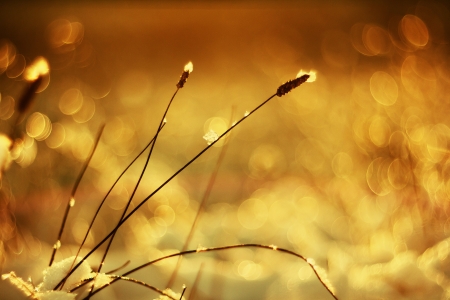 Grass in the winter sunshine の写真素材