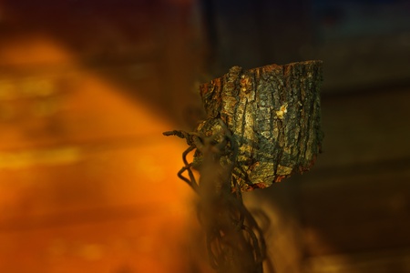 Piece of stem on the fence の写真素材