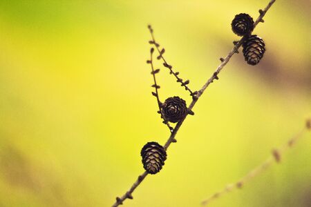 Larch cones on の写真素材