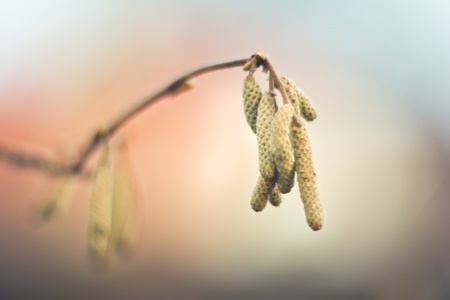 Catkinsの写真素材