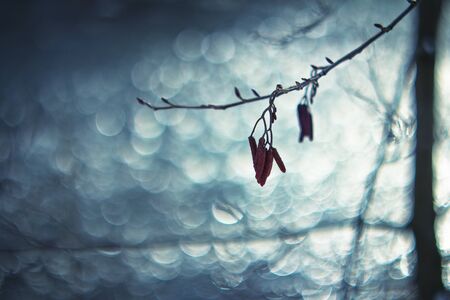  Catkins on the river bankの写真素材