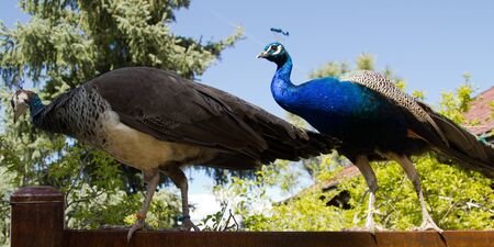 pair of peacocksの写真素材