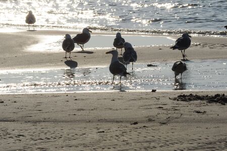 Sea Gullsの写真素材