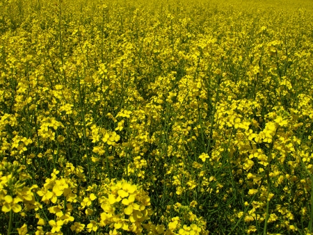 flourishing field of yellow rape as a backgroundの写真素材