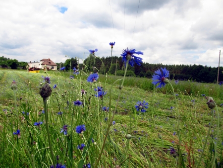 mowing of the fields covered with blue flowers, cornflowers and other wild fieldstone plantsの写真素材