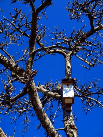 breeding shed for birds on a tree in spring day