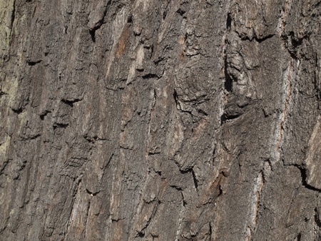 oak bark close-up as background