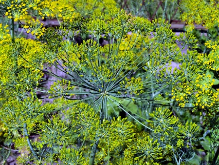 green, almost ripe dill growing in the garden on a sunny day as background