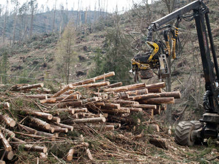 been broken by the storm stretch of trees, valley Koscielliska Zakopane, Poland,